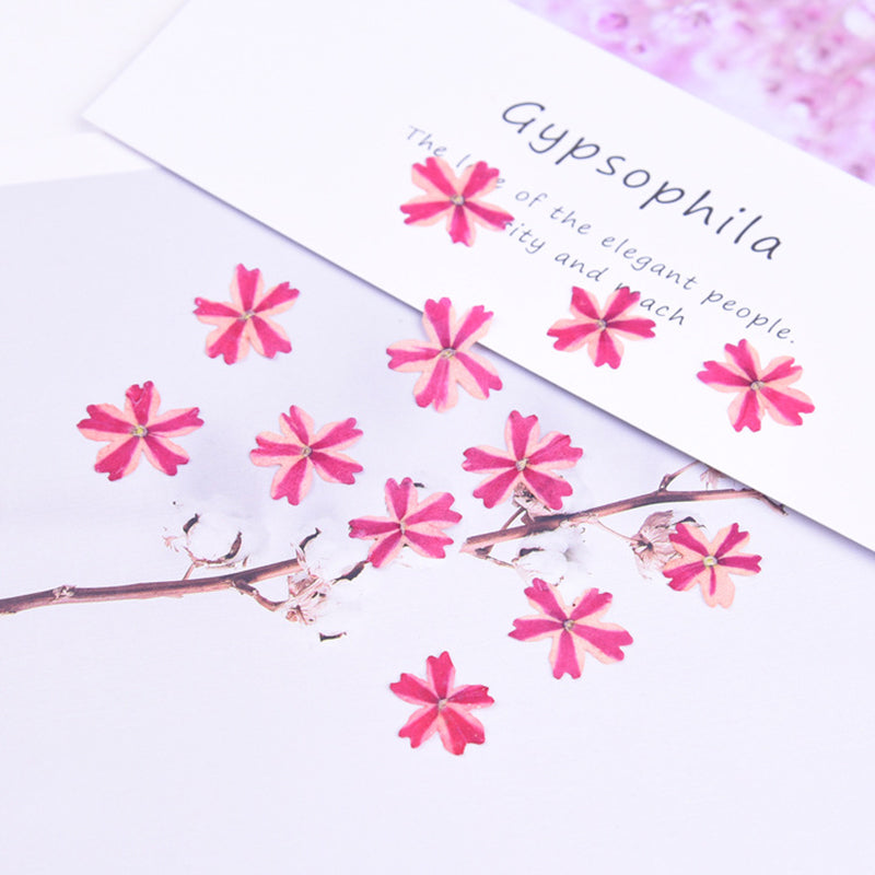 Kokorosa Real Dried Flower Cherry Blossoms Craft Diy Accessories