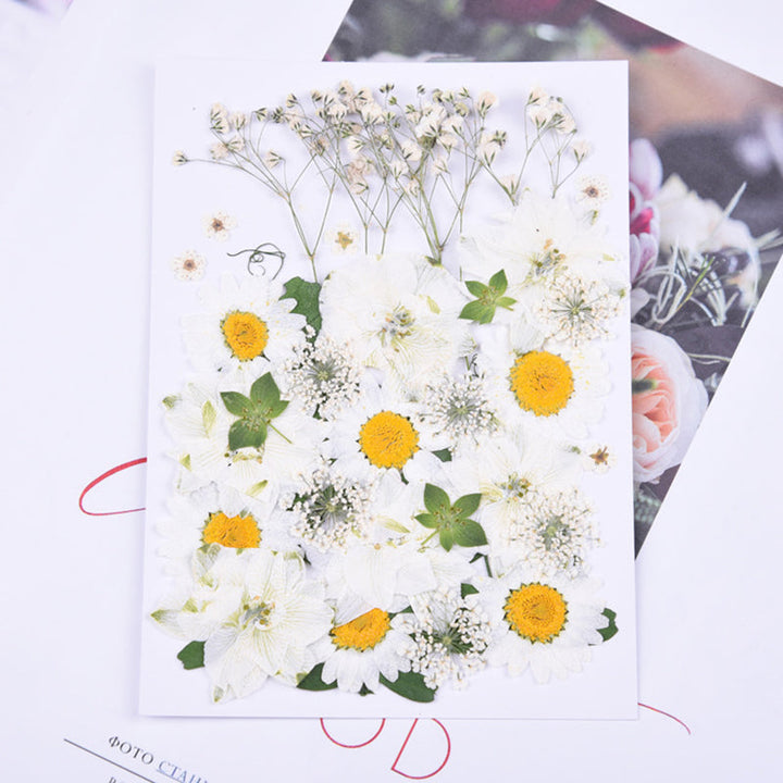 Kokorosa Real Dried Flower Daisy Craft Diy Accessories (36PCS)