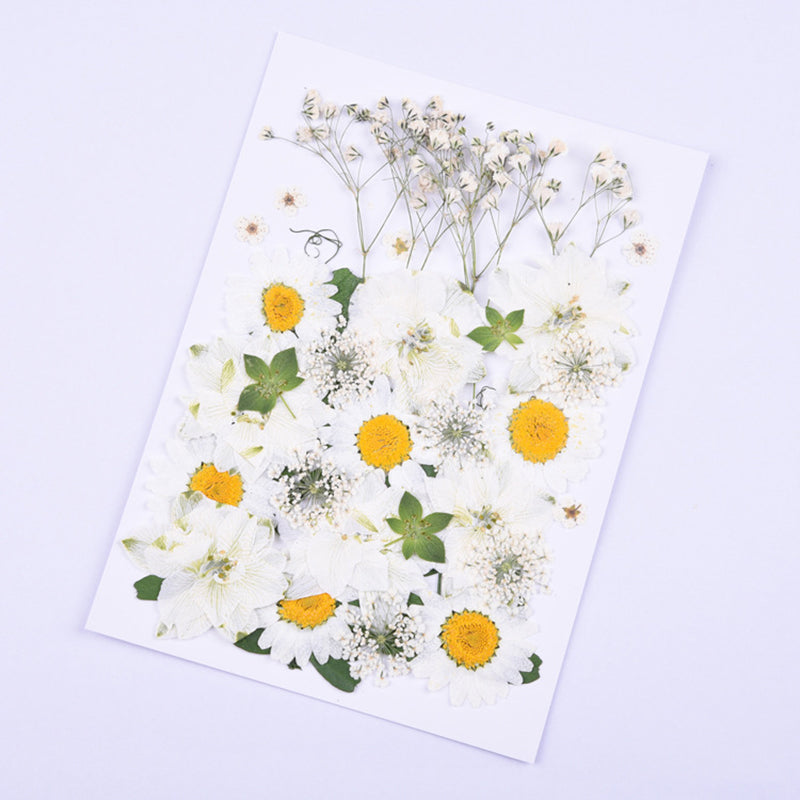 Kokorosa Real Dried Flower Daisy Craft Diy Accessories (36PCS)
