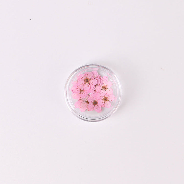 Kokorosa Real Dried Flower Five Petal Flower Craft Diy Accessories（20PCS）